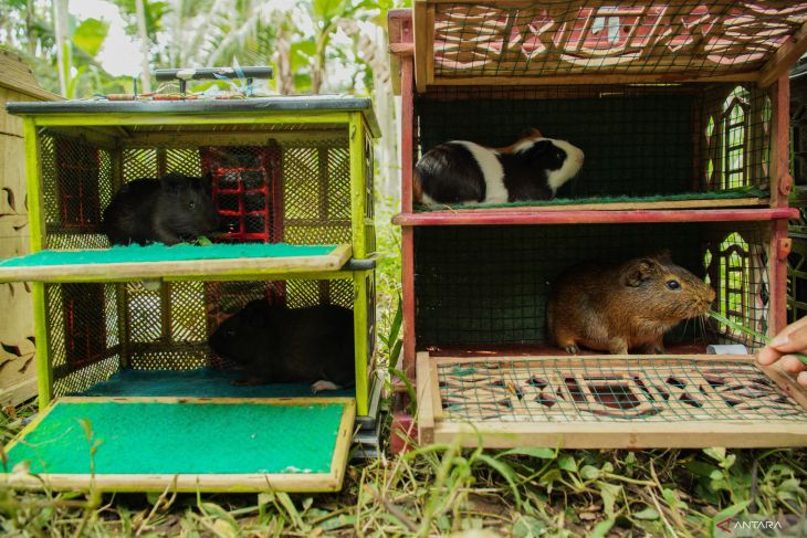 Karapan Marmot di Lumajang