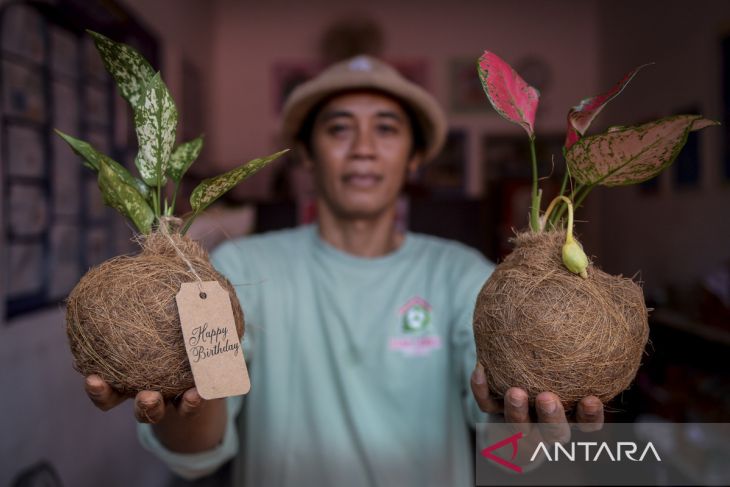Kerajinan tanaman hias kokedama