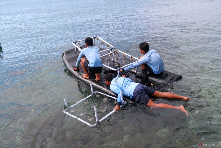 Kopaska tranplantasi terumbu karang di Pantai Bangsring