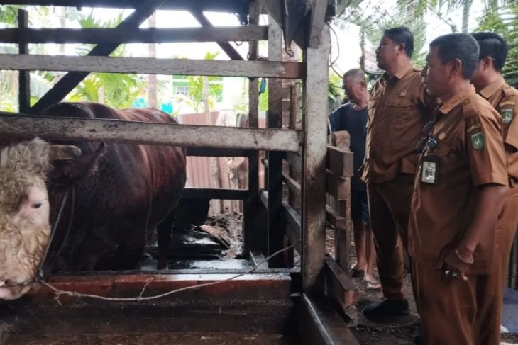 Presiden Prabowo salurkan satu ekor sapi kurban berbobot 750kg untuk Kota Dumai