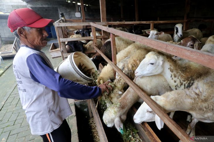 Penjualan domba pedaging di Kediri