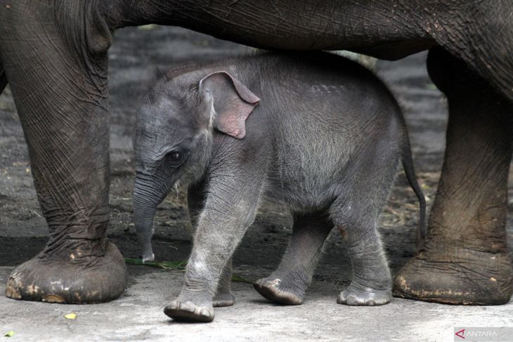 Perkenalan bayi gajah Sumatra di Jatim Park