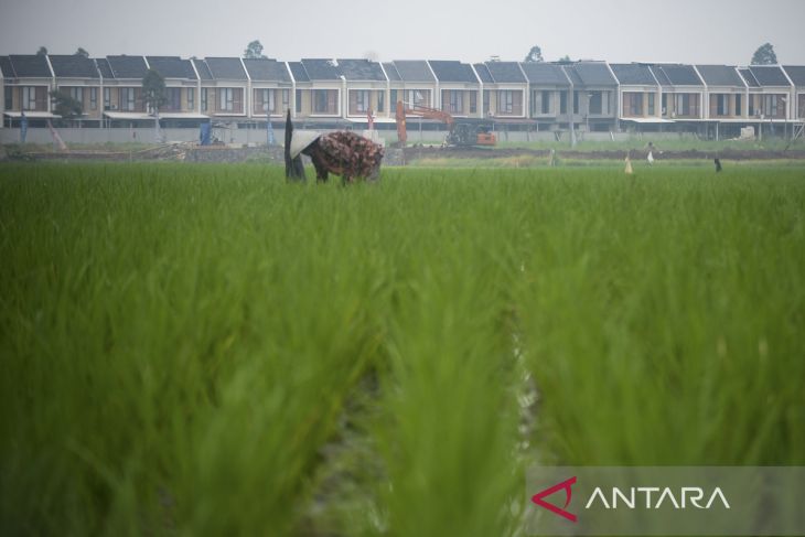 Pemerintah menambah luas lahan sawah dilindungi