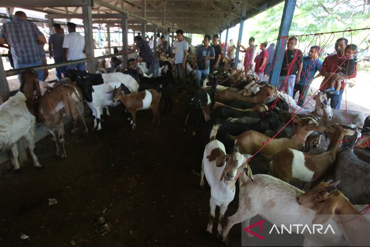 FOTO - Ketersediaan hewan kurban di Aceh