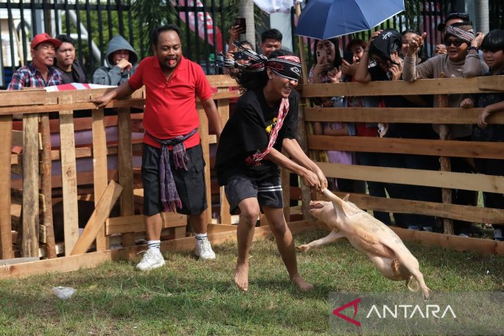 Lomba tangkap babi di Pontianak