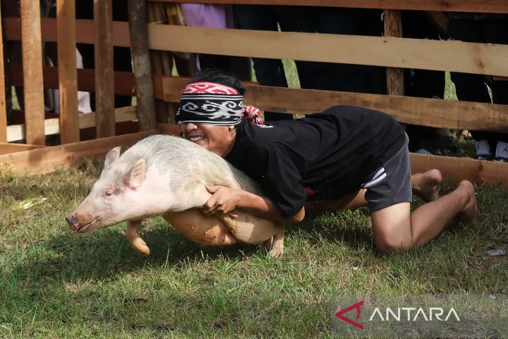 Lomba tangkap babi di Pontianak