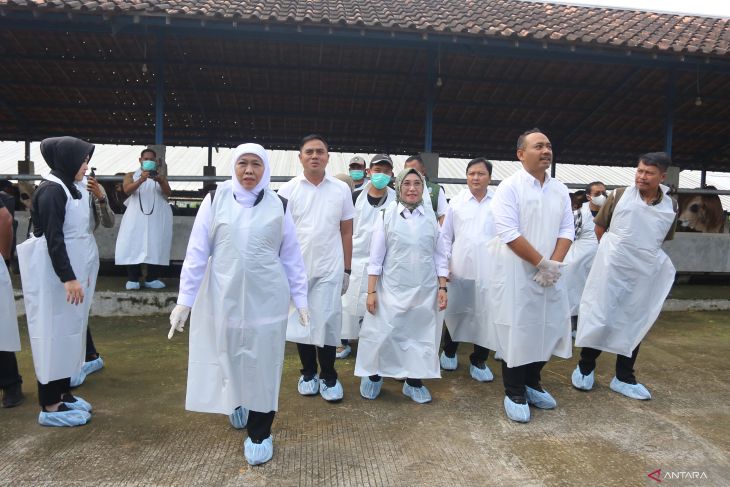 Gubernur Jatim tinjau peternakan sapi di Ngawi