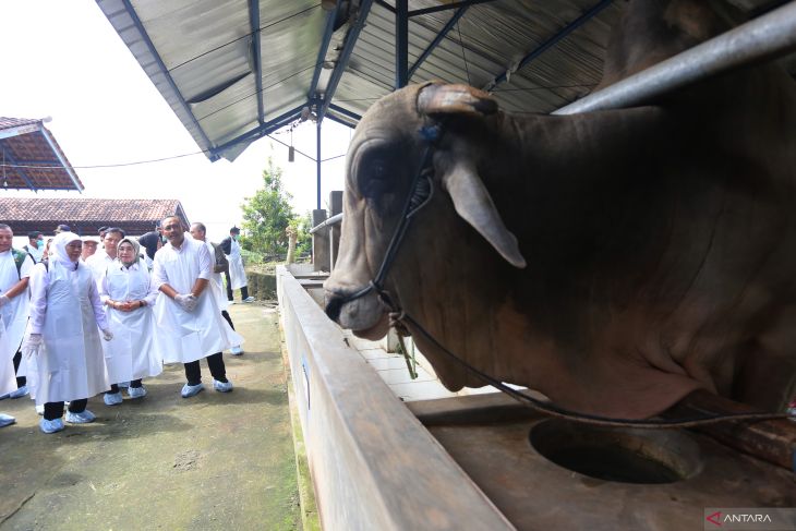 Gubernur Jatim tinjau peternakan sapi di Ngawi