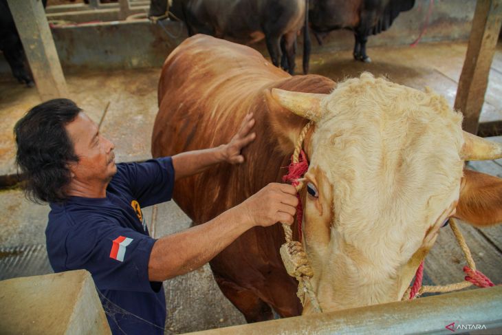 Sapi kurban Presiden di Lumajang