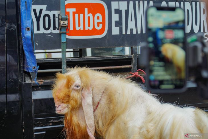 Pemanfaatan media sosial untuk pemasaran kambing kurban
