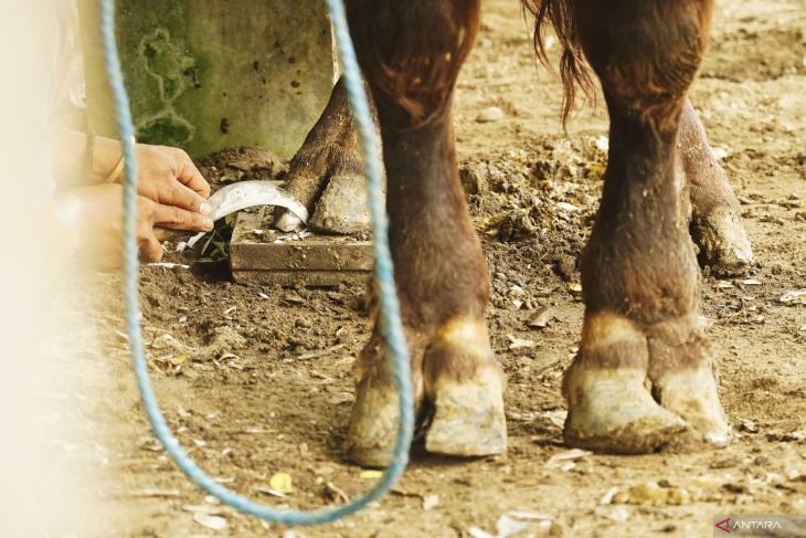 Jasa salon sapi di Tulungagung