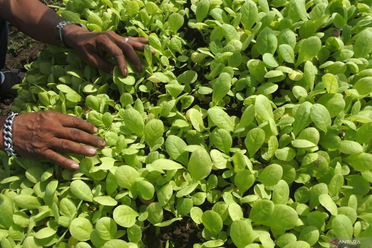 Pekerja sektor tembakau