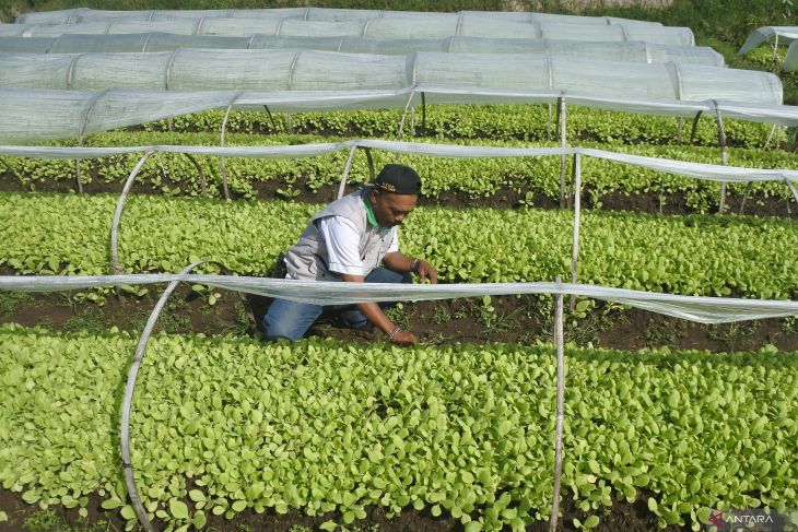 Pekerja sektor tembakau