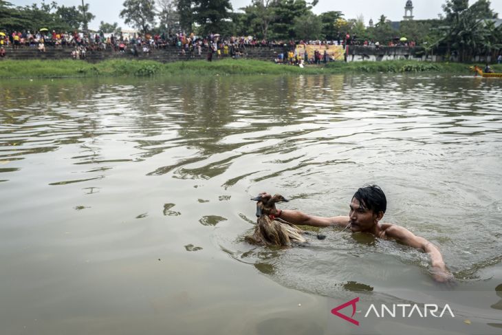 Tradisi lomba tangkap bebek
