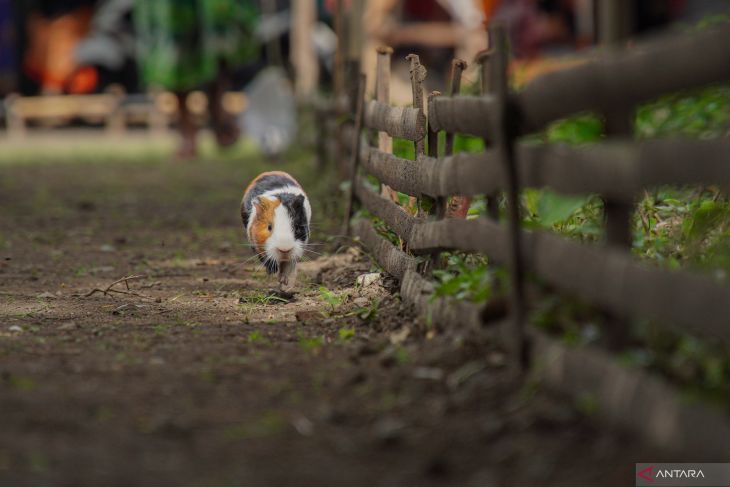 Tradisi karapan marmot di Lumajang