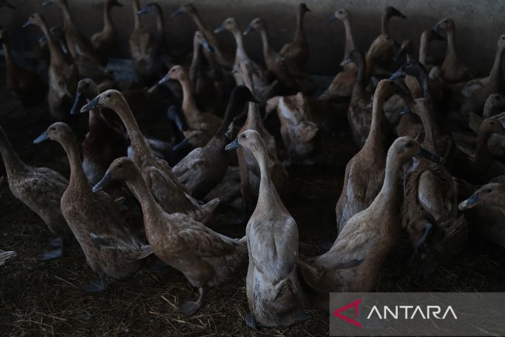Budidaya bebek petelur di Kubu Raya
