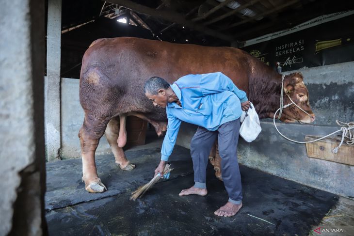 Sapi kurban dari Presiden Prabowo di Gresik