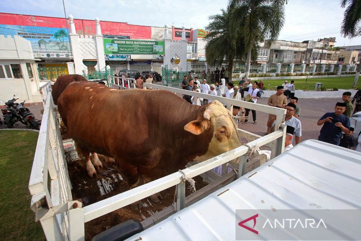FOTO - Gubernur Aceh serahkan sapi kurban bantuan Presiden