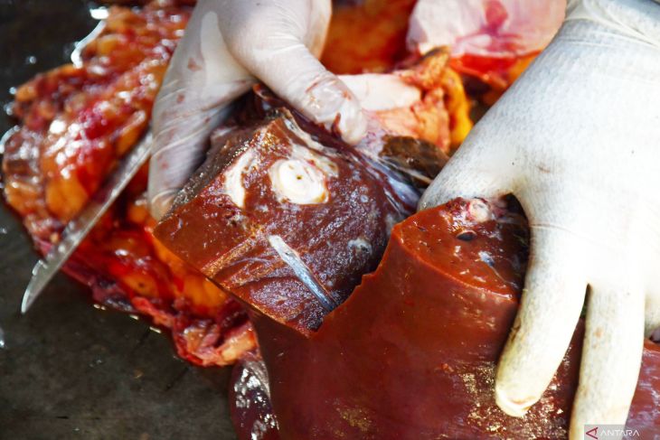 Pemeriksaan post mortem hewan kurban di Kota Madiun