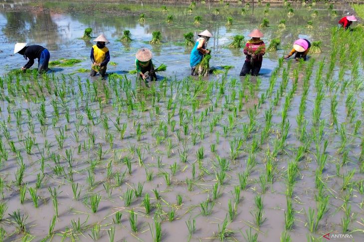 Nilai tukar petani Mei 2025 menurun