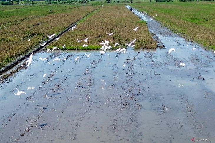 Nilai tukar petani Mei 2025 menurun