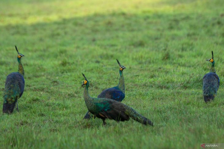 Savana Sadengan habitat satwa liar