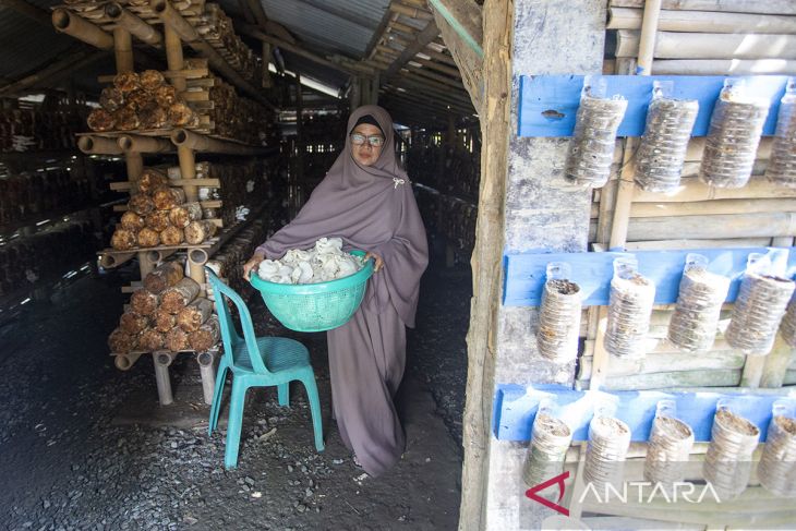Budi daya jamur tiram milik BUMdes