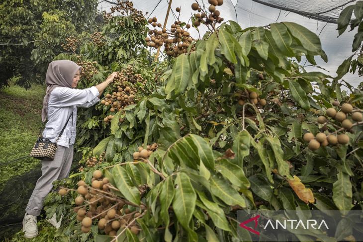 Agrowisata petik buah di Kabupaten Bandung Barat