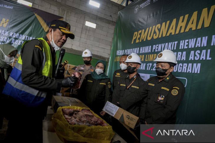 Pemusnahan 17,2 ton jeroan sapi dari Australia