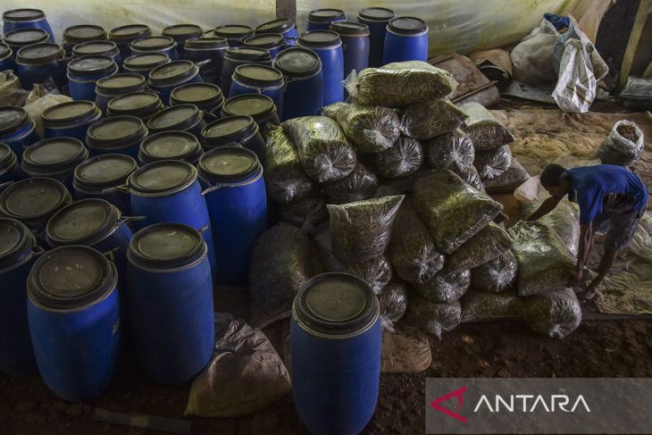 Produksi susu perah kambing Sapera