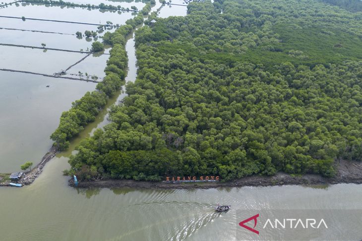 Kementerian LH akan rehabilitasi mangrove di Indramayu
