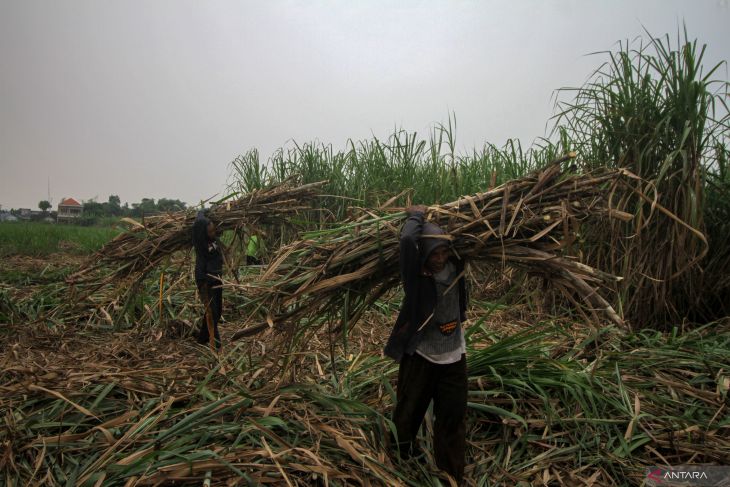 Target produksi gula Jawa Timur
