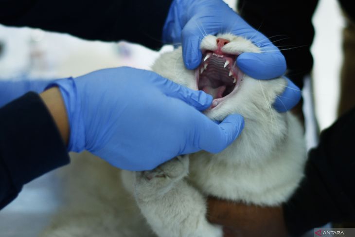Bakti sosial vaksinasi rabies di Madiun