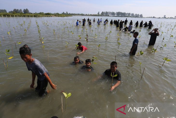 FOTO - Penanaman mangrove untuk pemulihan ekosistem pantai