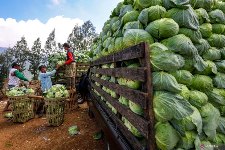 Nilai Tukar Petani Juni 2025 naik