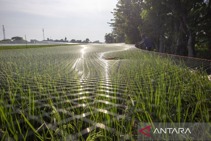BPS perkirakan produksi padi meningkat