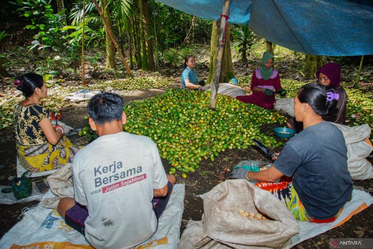Peningkatan panen pinang hutan produksi Gunung Lemongan
