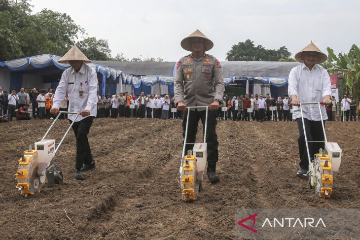 Penanaman jagung serentak di Banten