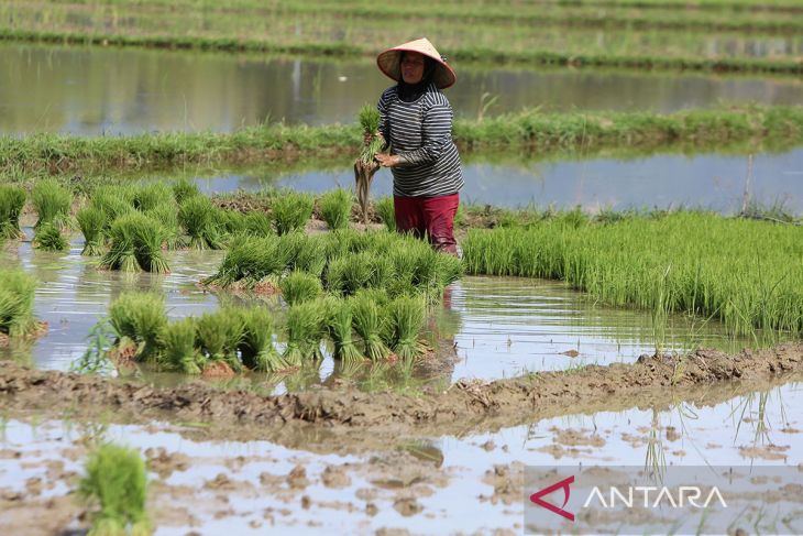 FOTO - Target produksi beras nasional 2026