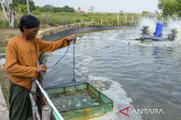 Budi daya udang vaname sistem bioflok milik BUMDes