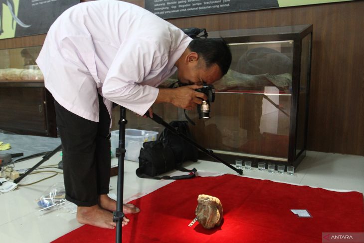 Konservasi fosil di museum Trinil Ngawi