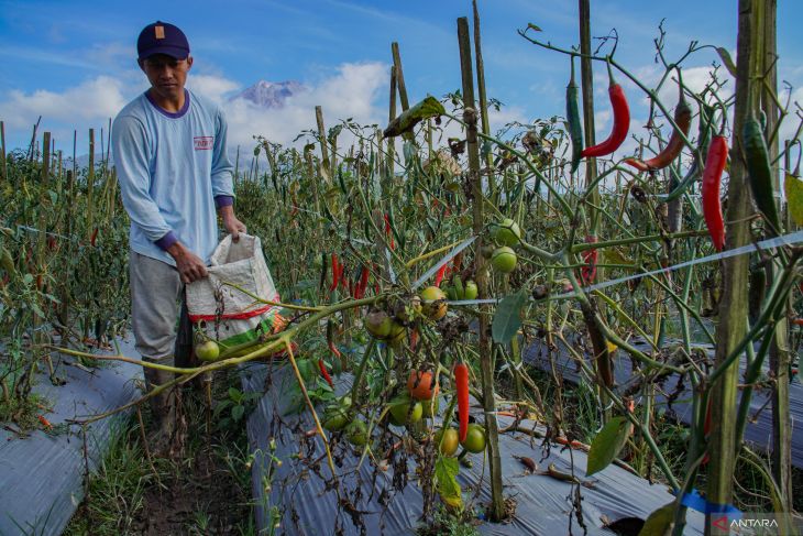 Penurunan produksi pertanian kaki Semeru dampak anomali cuaca