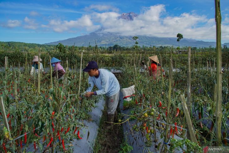 Penurunan produksi pertanian kaki Semeru dampak anomali cuaca