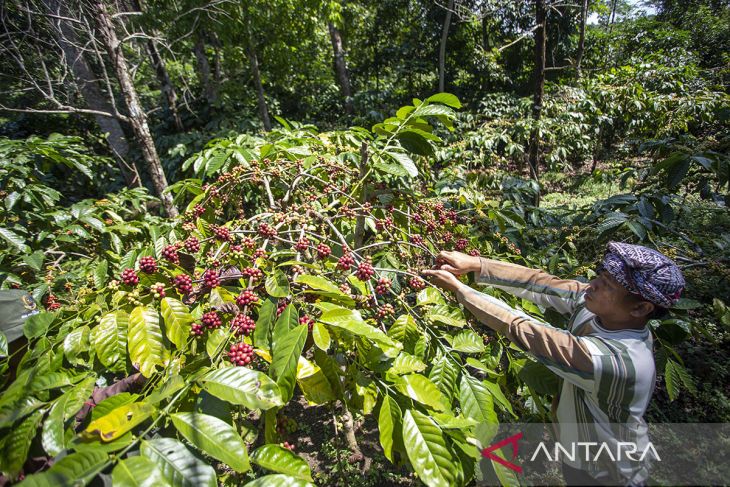 Produksi kopi di Cibeureum Kuningan