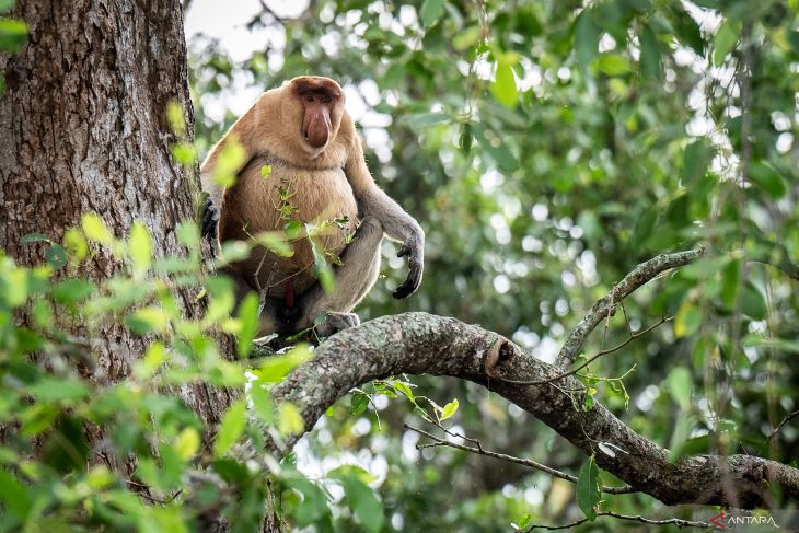 Tapak habitat Bekantan Pulau Curiak bagian dari Geopark Meratus