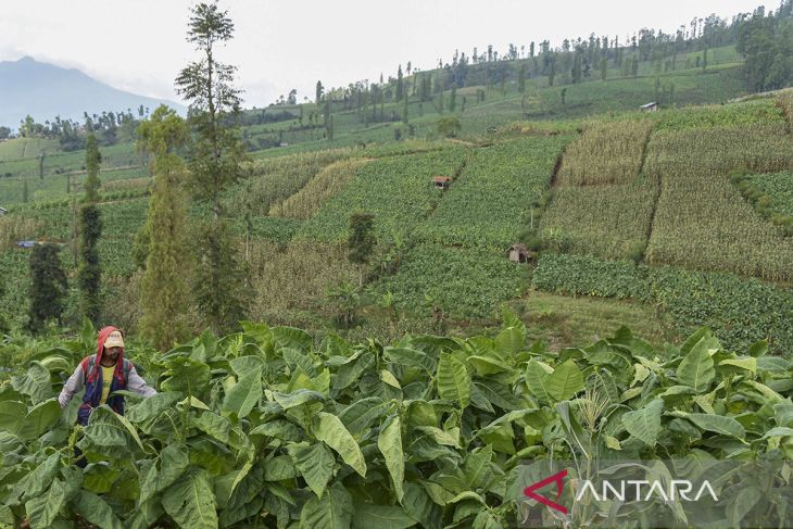 Produksi tembakau di Garut