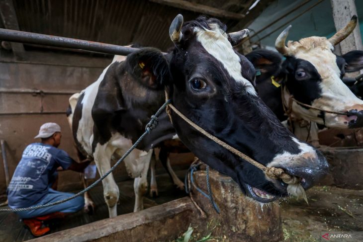 Populasi sapi perah Jatim mulai pulih pasca wabah PMK