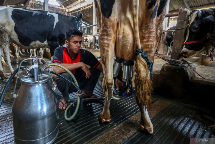 Populasi sapi perah Jatim mulai pulih pasca wabah PMK