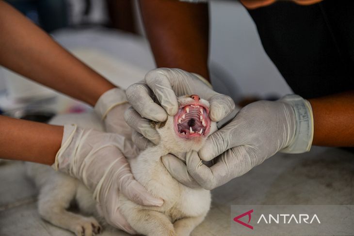 Sterilisasi kucing liar di Kota Bandung