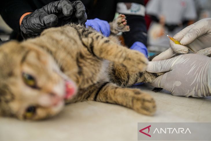 Sterilisasi kucing liar di Kota Bandung